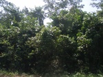 8947RIMG0021.JPG