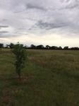 2017-07-01_08-34-18_#CoCoRaHSMJul17_looking west.jpg