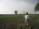 7987gt99b_cropland_sunflower.jpg