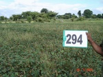 73700294b-rainfed-agriculture-soyabean-doublecrop-wheat.jpg