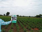 126660182c-rainfed-agriculture-cotton-dominant-millet-soyabean.gif