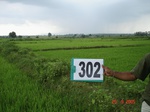 73970302a-irrigated-canal-rice.jpg
