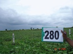 73270280b-rainfed-agriculture-soyabean.jpg