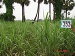 132640353a-rainfed-agriculture-sugarcane.gif