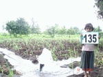 68680135d-irrigated-supplemental-minor-groundwater-sugarcane-turmeric-banana-plantation-grapes.jpg