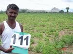 124180111a-irrigated-supplemental-minor-groundwater-onion-groundnut-sunflower-maize-millet.gif