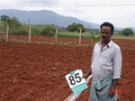 6385085a-irrigated-supplemental-minor-maize.jpg
