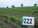 71340222a-rainfed-agriculture-mixedcrop-cotton-dominant-sorghum-gram.jpg