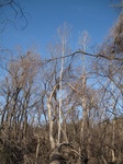 8619IMG_1244.JPG