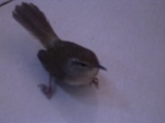 3320R0017355.JPG