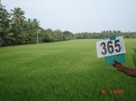 133040365c-irrigated-canal-rice-doublecrop-greengram-blackgram-tripplecrop.gif