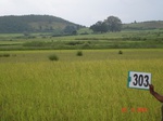 74010303b-rainfed-agriculture-rice.jpg