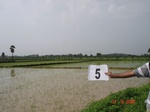 6007005a-irrigated-canal-Nagarjunsagar-rice-dominant.jpg