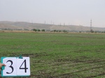 8035034-Farm land (Surface water) winter wheat-a.jpg