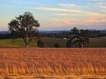 2017-07-05_14-31-28_Grass Seed Field_South_5784.jpg