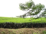 15291IMG_4125.JPG