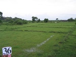 828336-cropland-rice-fallow-with-high-weeeds-b.jpg