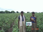 72860268a-irrigated-supplemental-lift-irrigation-mixedcrop-cotton-dominant-maize-chilli.jpg