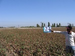 11479024-Farm land (Surface water) Cotton-b.jpg