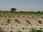 18971P1000815.JPG