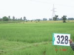 131860328c-irrigated-canal-rice.gif