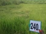 71900240a-rainfed-agriculture-mixed-crop-rice-sorghum-gram.jpg