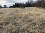 2020-10-30_10-44-36_Lake Arcadia Feb 15_2020_Grass_North.jpg
