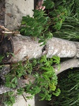 16179IMG_4937.JPG