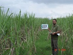 71820237c-irrigated-supplemental-sugarcane-dominant-maize.jpg