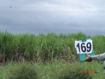 126170169a-irrigated-supplemental-major-lift-irrigation-sugarcane.gif
