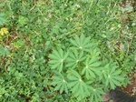 19967P1010817.JPG