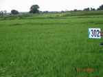 73980302b-irrigated-canal-rice.jpg