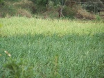 489802052008(90).JPG