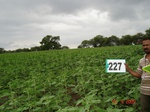 71520227c-rainfed-agriculture-mixedcrop-sunflower-dominant-sorghum.jpg