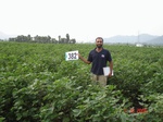 76620382b-rainfed-agriculture-cotton.jpg