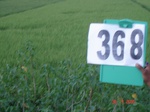 133140368c-irrigated-canal-rice-doublecrop.gif