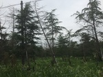 2017-09-10_06-56-07_3D7FBFFB-C677-441E-B543-8CC4456851D5.jpg