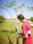 8742redbud.JPG
