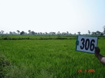 74110306b-irrigated-supplemental-groundwater-tubewell-rice.jpg