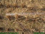 43112007.10.23.st1.JPG