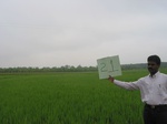 7766gt021b-cropland-irrigated-rice-tunga.jpg