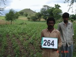 72730264a-rainfed-agriculture-mixedcrop-cotton-dominant-maize.jpg