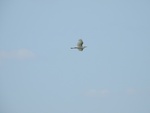 2017-06-12_12-50-22_DSCN3804.JPG