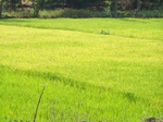 505020042008(93).JPG