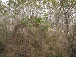 8475IMG_0300.JPG