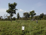 12143GT141_groundnut.JPG