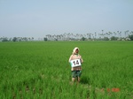 6129014a-irrigated-canal-plus-groundwater-pumping-rice-classic-delta-rice-in-krishna-basin.jpg