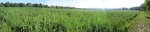 2012-09-01_12-53-47_Soy bean field.jpg