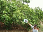 6160023c-plantations-rainfed-mango-chikku.jpg