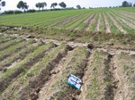 8057044-Irrigated (Surface water) winter wheat-b.jpg